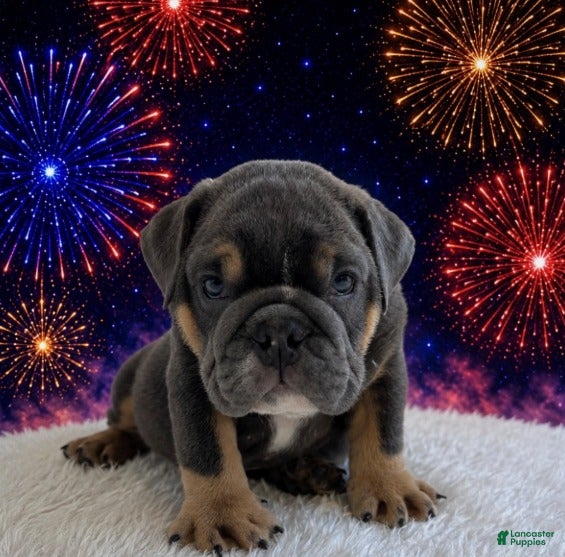 English Bulldog dogs Boss_Male - Ad 2
