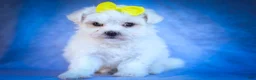 Maltese dogs for sale: Miley💜 - Ad 19