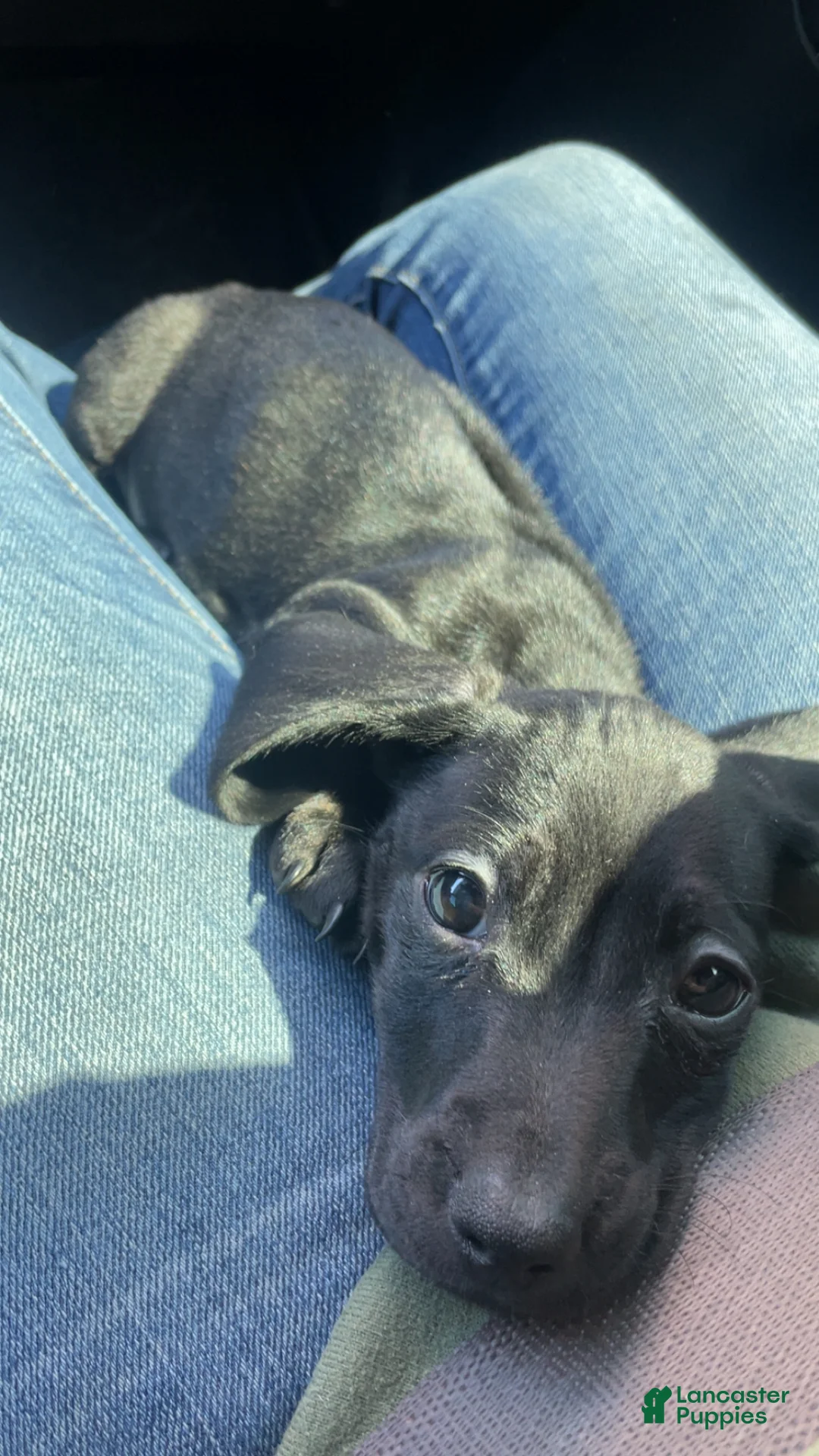 Miniature Dachshund dogs for sale: Miniature Dachshund Puppy 1 - Ad 1