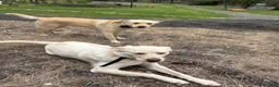 Mixed Breed dogs for sale: sutton - Ad 3