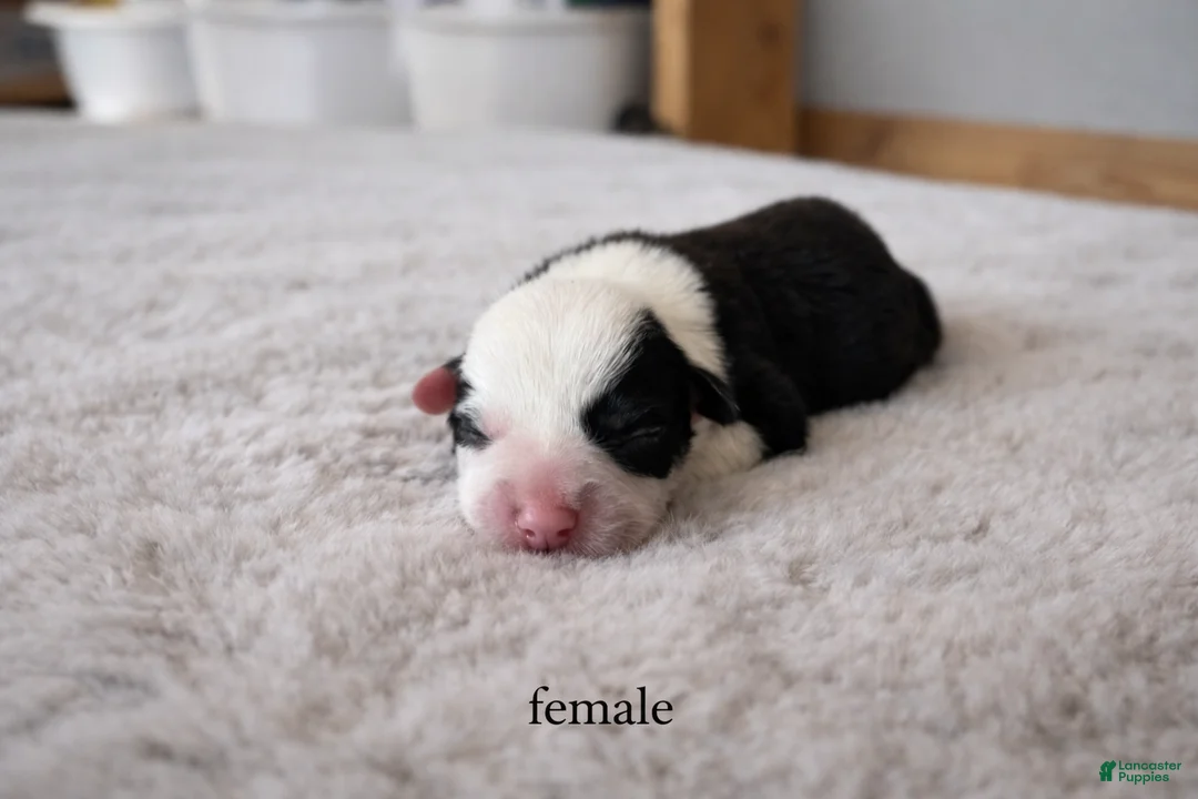 Welsh Corgi Pembroke dogs for sale: Welsh Corgi Pembroke Puppy 2 - Ad 1