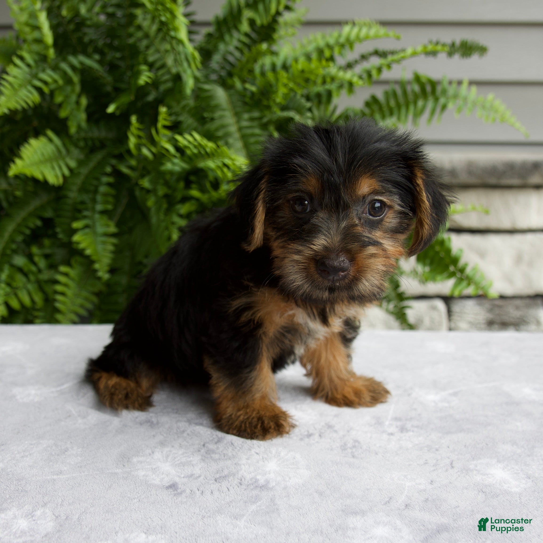 Yorkshire Terrier dogs Cassie - Ad 2