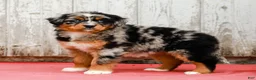 Australian Shepherd dogs for sale: Jenna - Ad 6