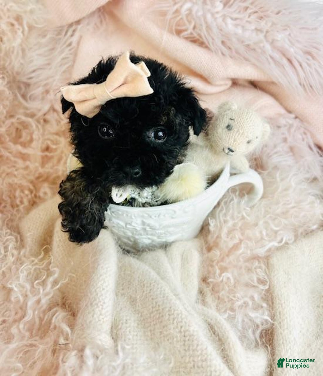 Toy Poodle dogs for sale: Toy Poodle Puppy 1 - Ad 4