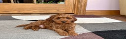 Cavapoo dogs for sale: Cavapoo F1b male Puppy 3 - Ad 2