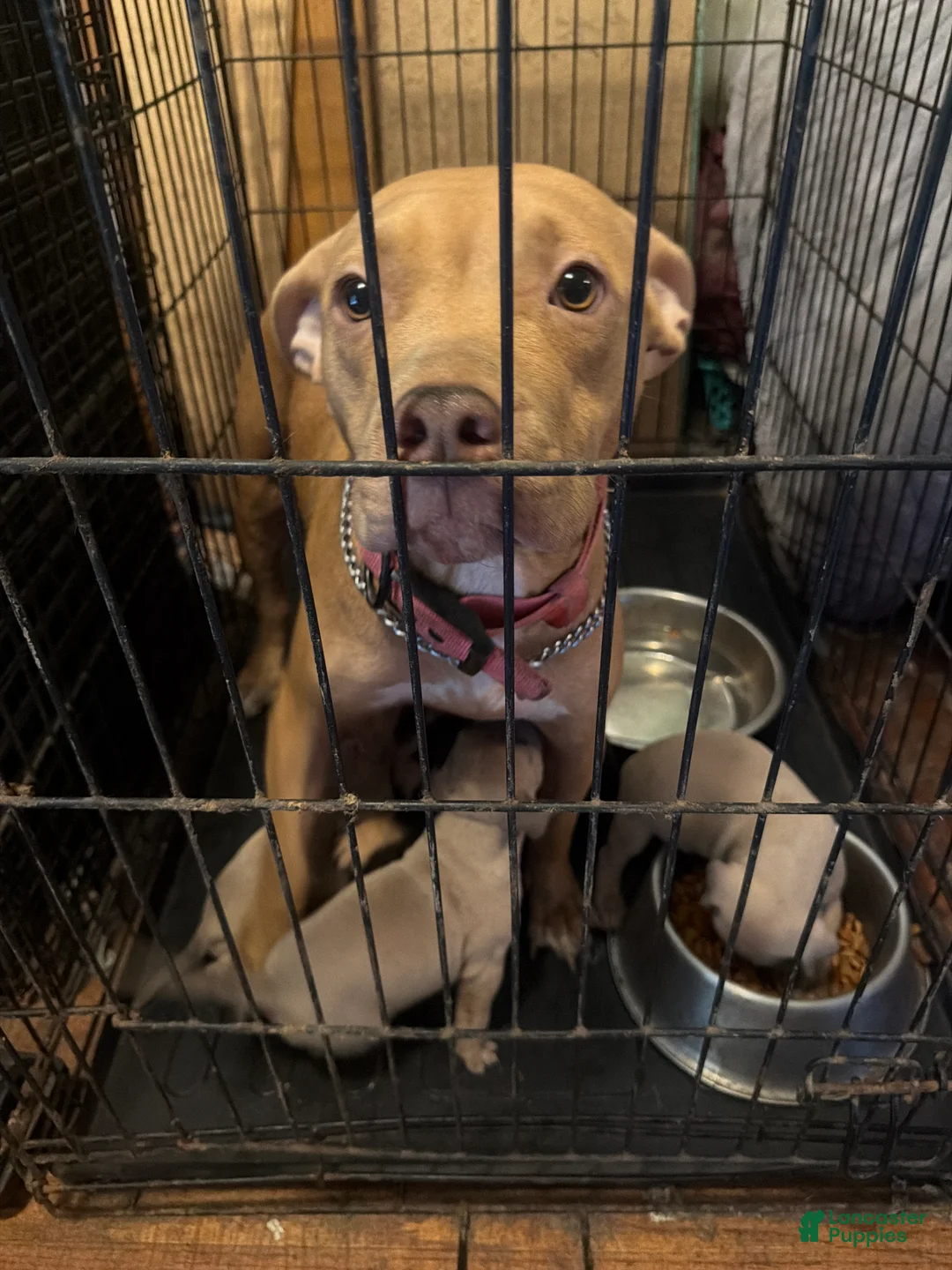 American Bully dogs for sale: American Bully 1 - Ad 1