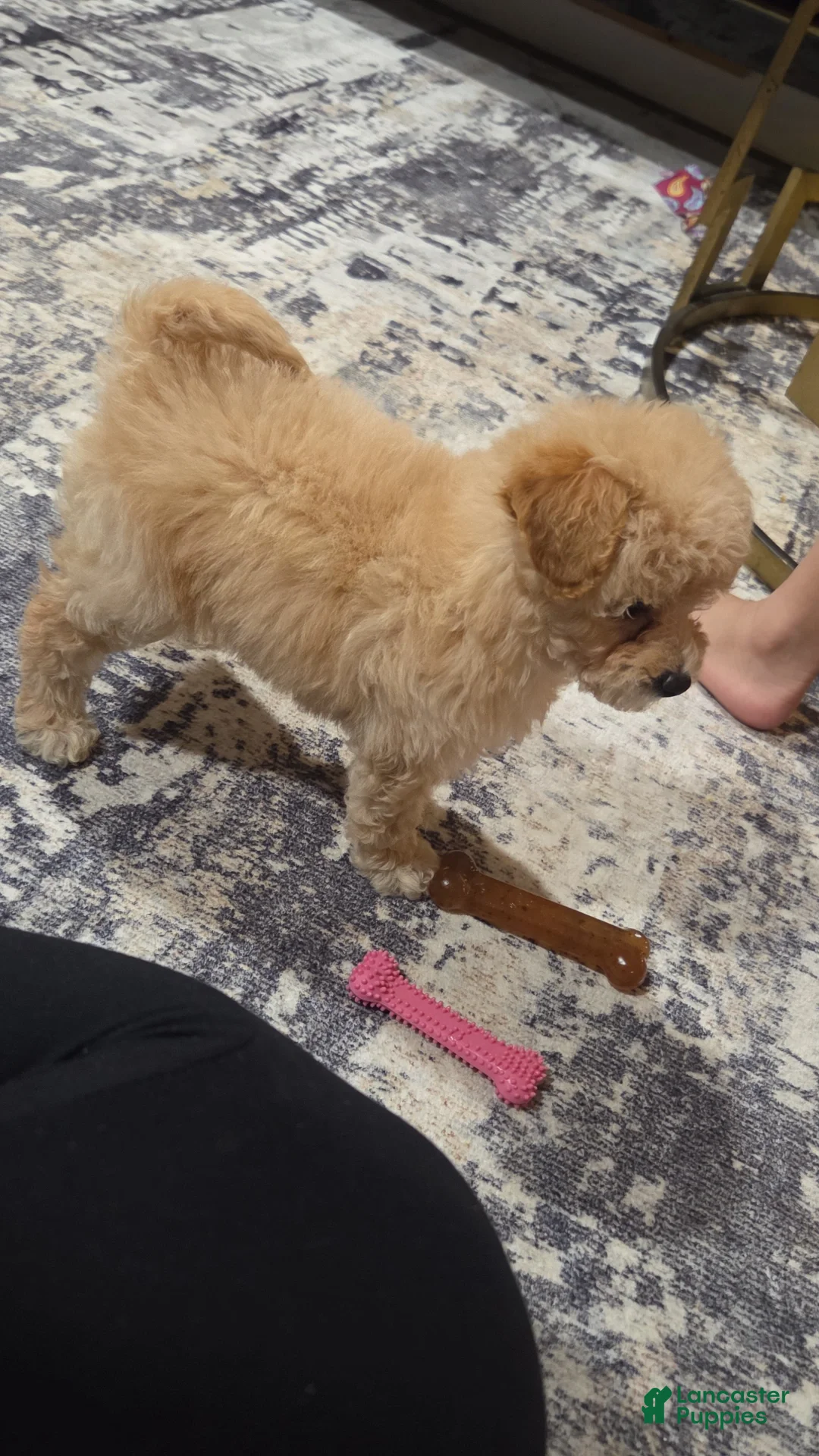 Bichpoo dogs for sale: Bella  - Ad 2