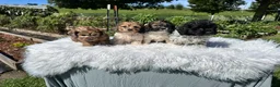 Doxiepoo dogs for sale: Clove - Ad 15