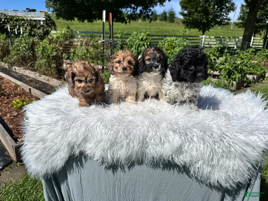 Doxiepoo dogs for sale: Clove - Ad 15