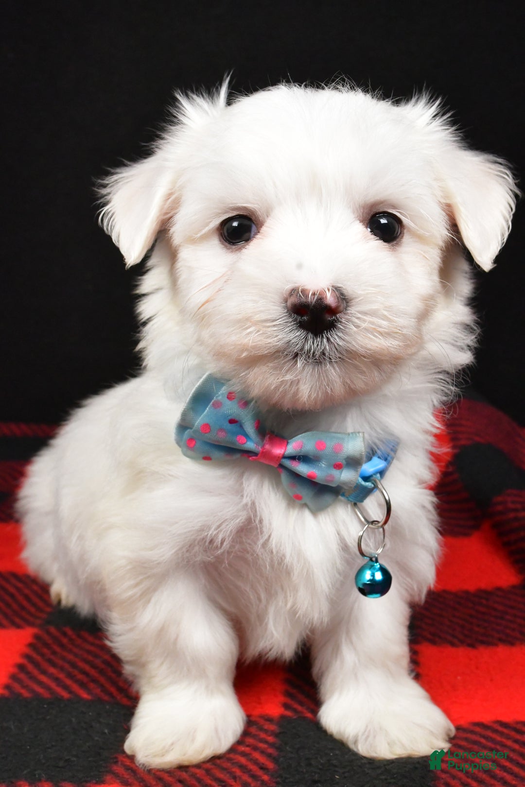 Maltese dogs for sale: Mahomes - Ad 7