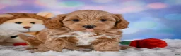 Cavapoo dogs for sale: Tyson - Ad 2