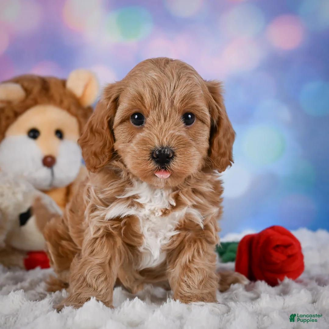 Cavapoo dogs for sale: Tyson - Ad 2