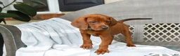 Redbone Coonhound dogs for sale: Birch - Ad 4