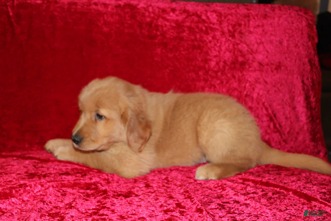 Golden Retriever dogs for sale: Golden Retriever Puppy 1 - Ad 6