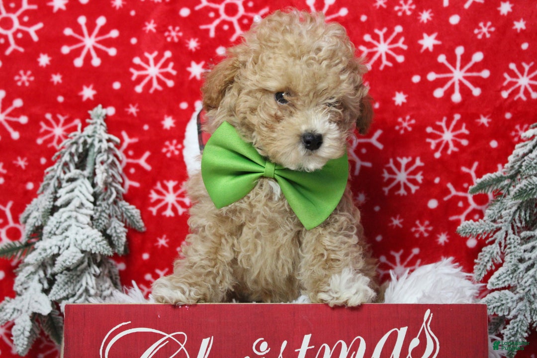 Havapoo dogs for sale: Foxtrot  - Ad 3