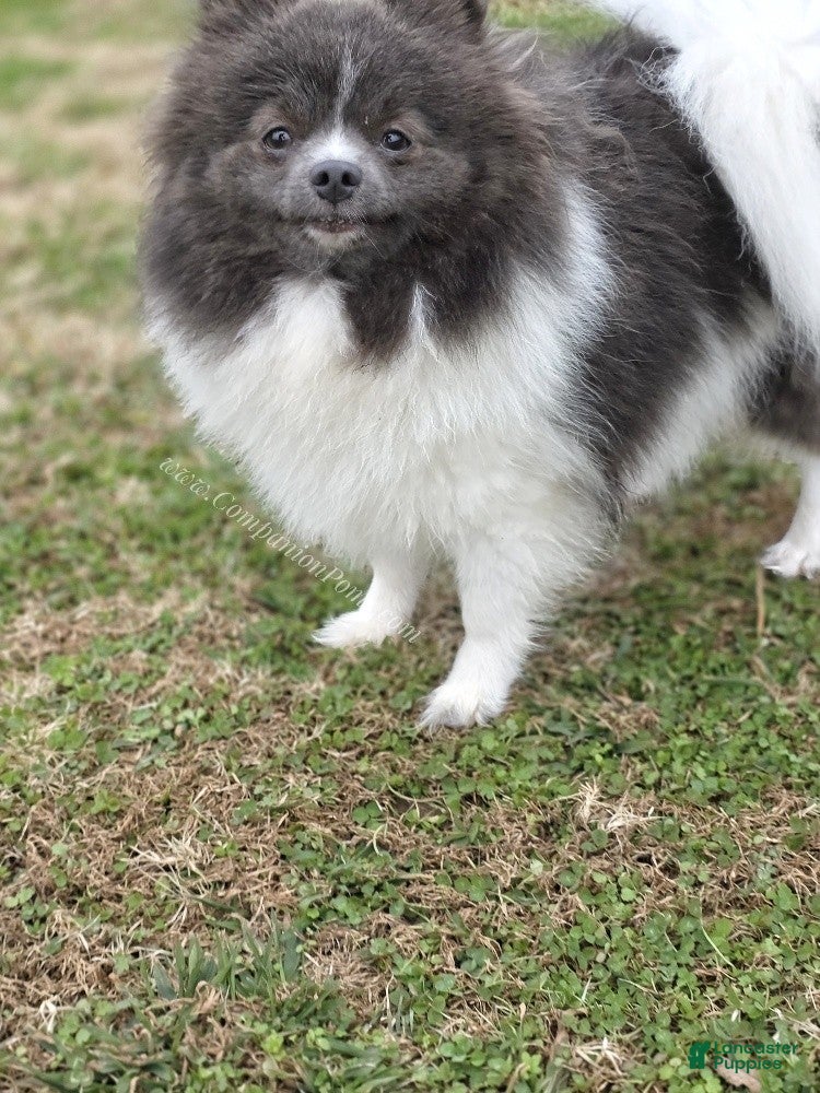 Pomeranian dogs Paris - Blue and White (parti) -Young Adult AKC full no reg option - Ad 6