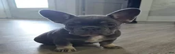 French Bulldog dogs for sale: Chanel - Ad 3