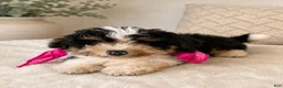 Mini Bernedoodle dogs for sale: Reese-Mini Bernedoodle female tri color  - Ad 9