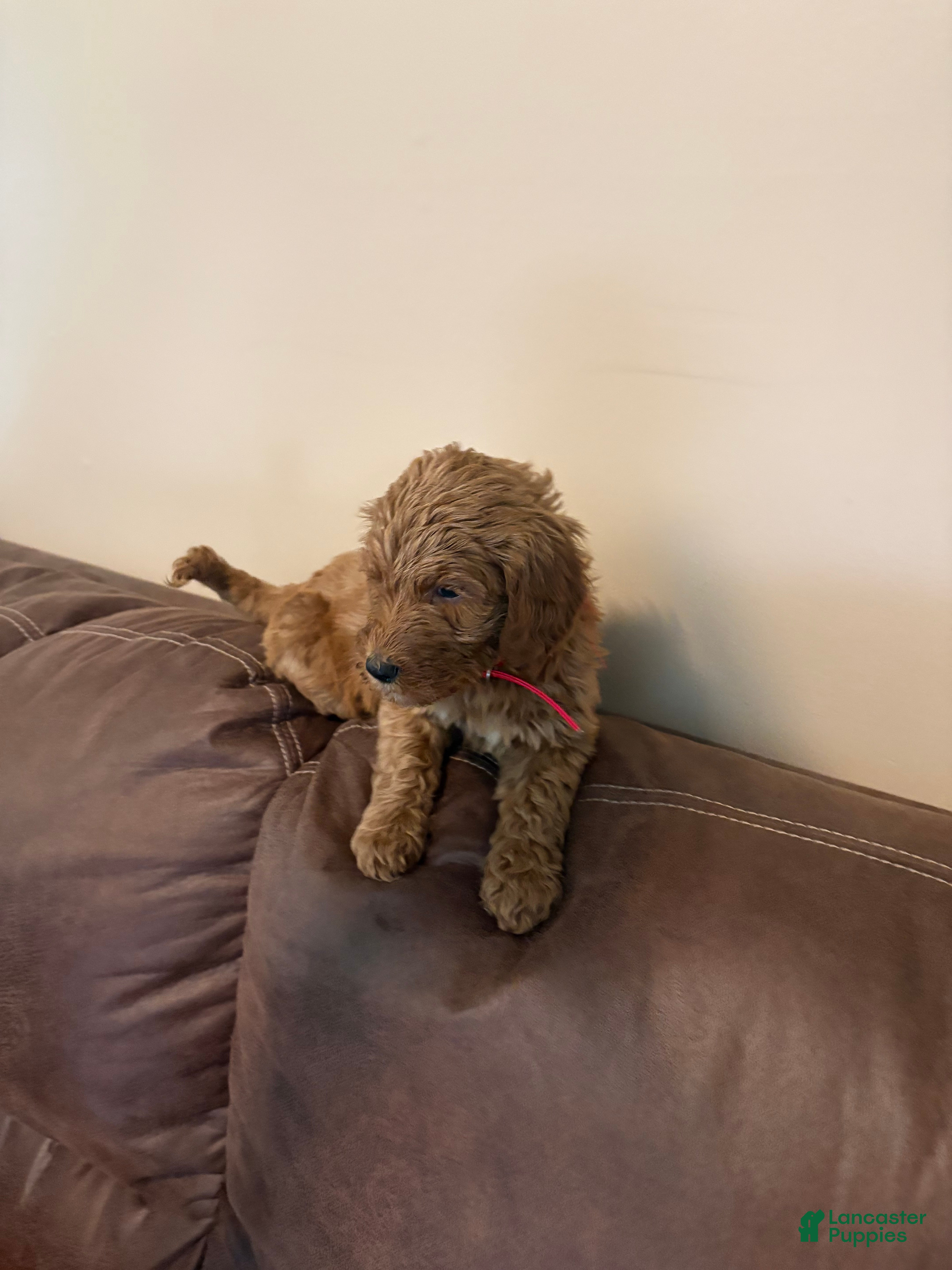 Goldendoodle dogs Goldendoodle red collar - Ad 2