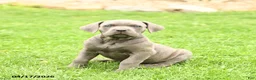 Cane Corso dogs for sale: Sparkle - Ad 3