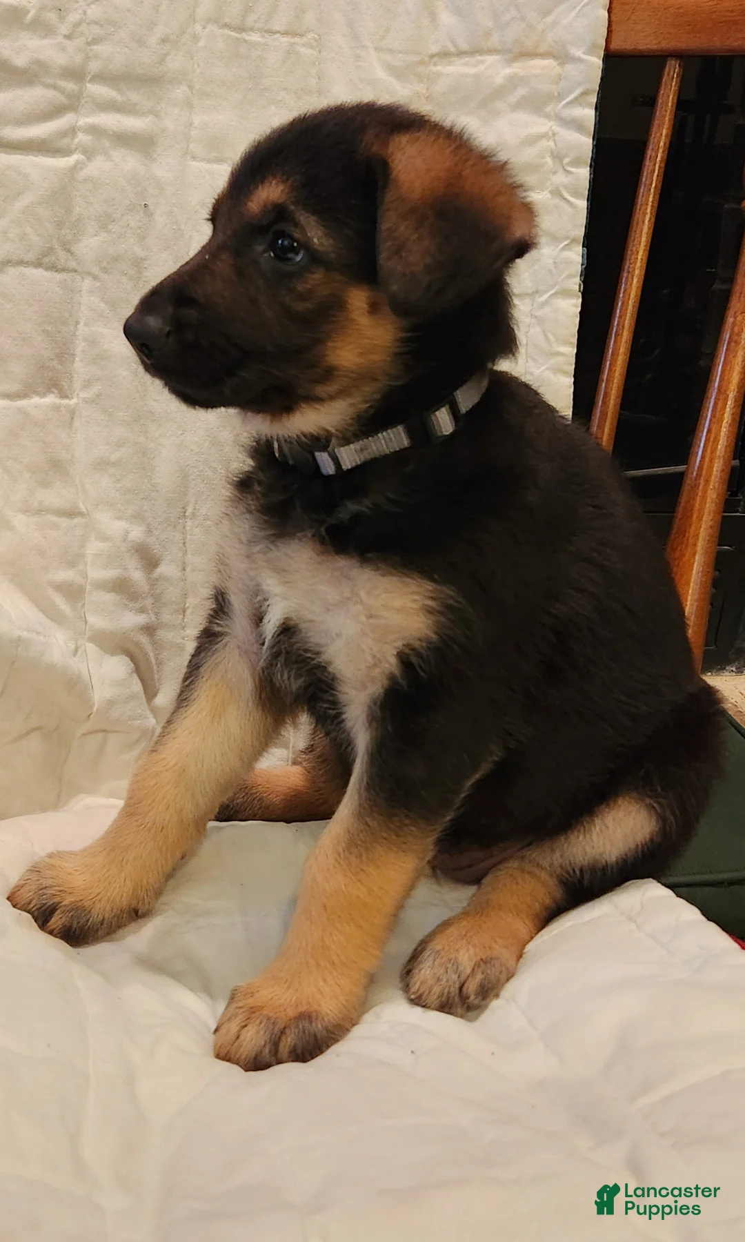 German Shepherd dogs for sale: German Shepherd Puppy 4 -Silver - Ad 1