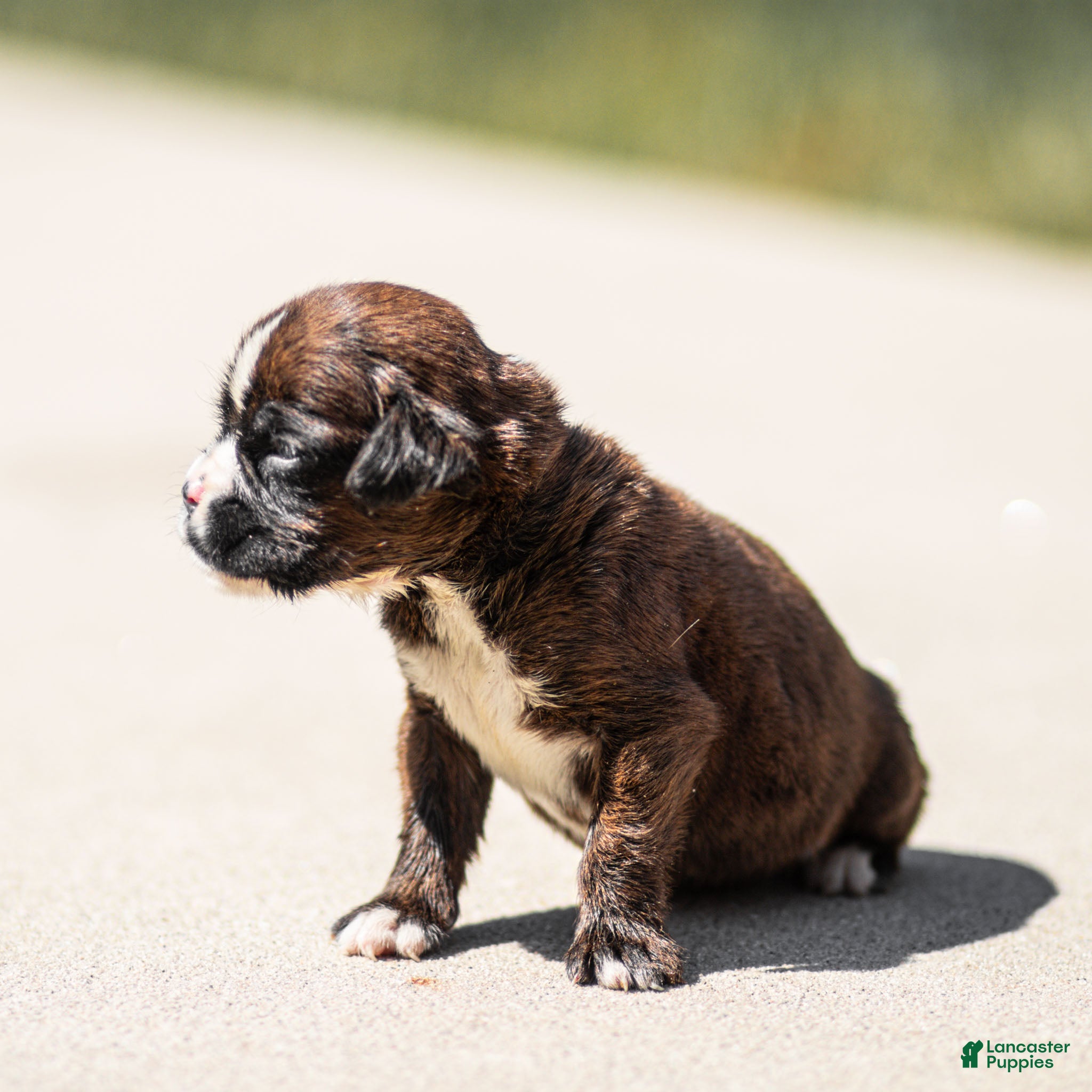 Boxer dogs Lester Boxer Puppy  - Ad 2