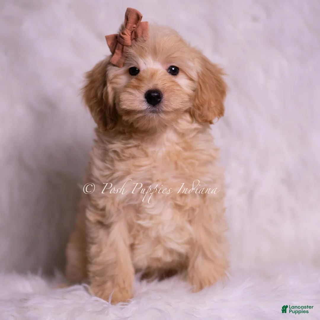 Mini Goldendoodle dogs for sale: Butterfingers - Ad 1