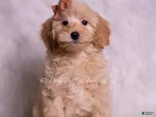 Mini Goldendoodle dogs Butterfingers - Ad 2