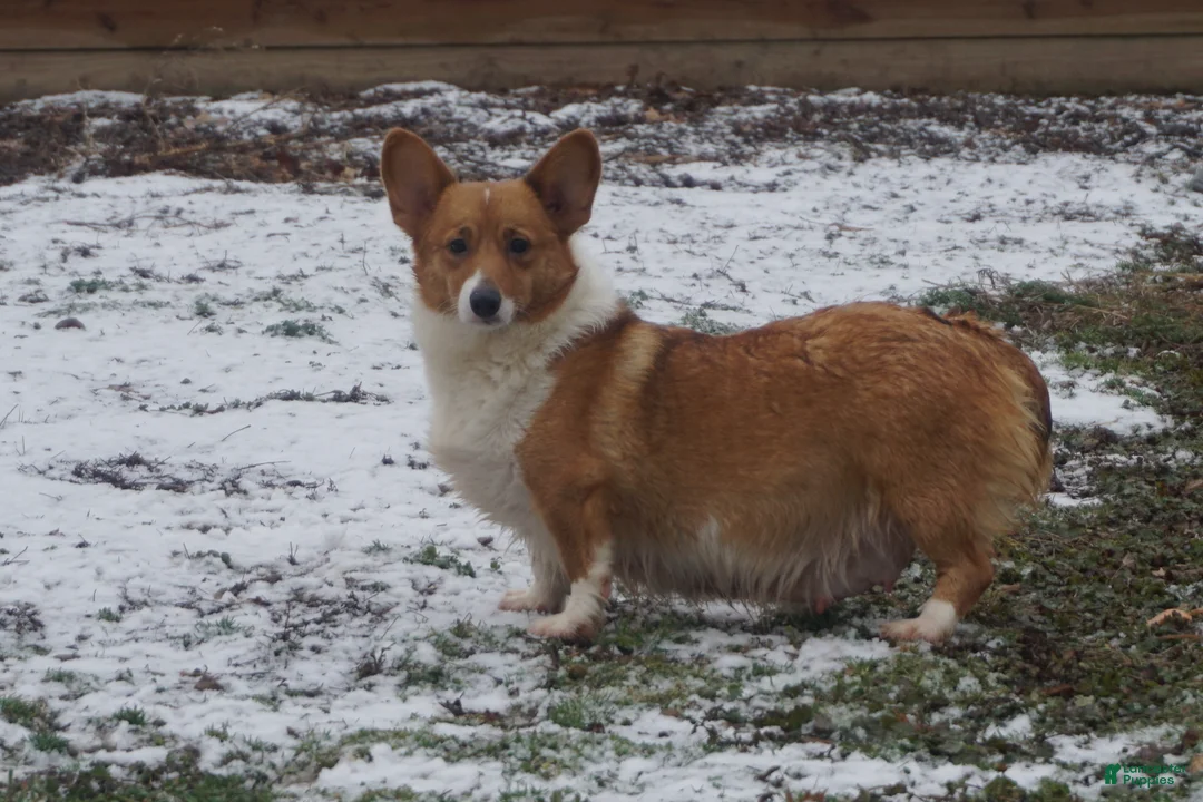 Welsh Corgi Pembroke dogs for sale: Monty - Ad 9