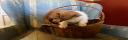 Mixed Breed dogs for sale: Cookie’s Boy #5 - Ad 5