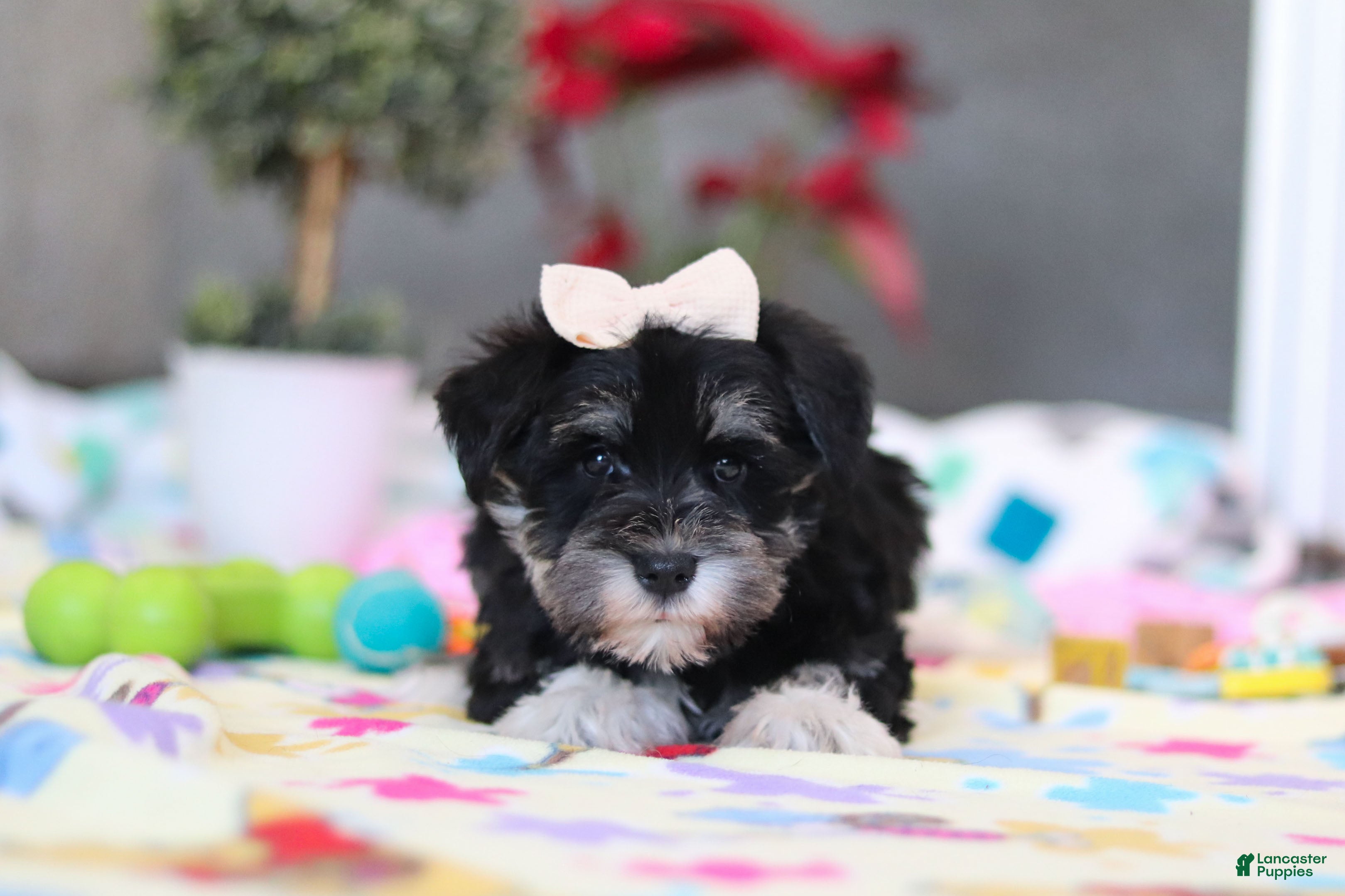 Miniature Schnauzer dogs Ellie - Ad 2