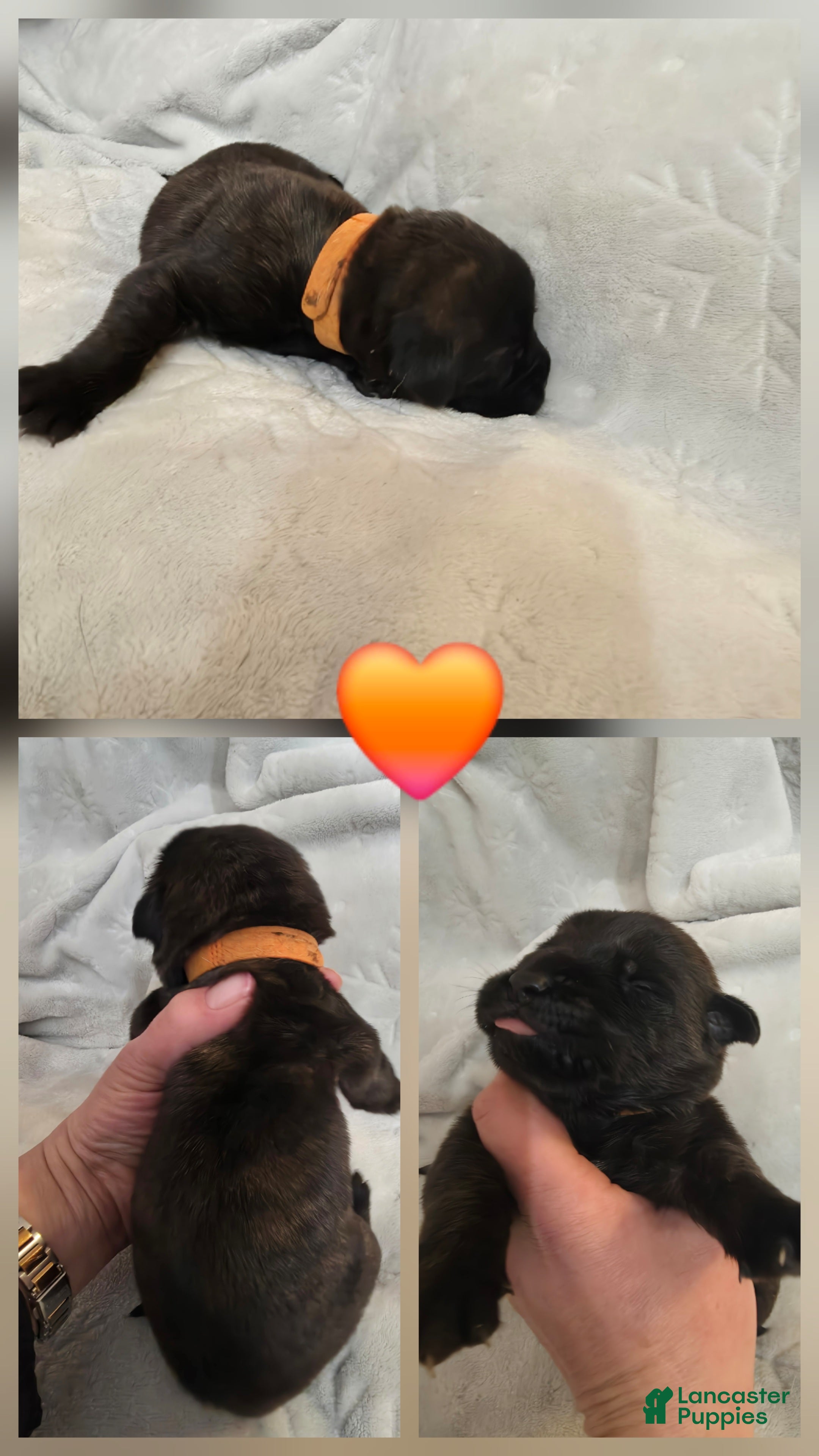 English Mastiff dogs Orange Collar - Ad 8