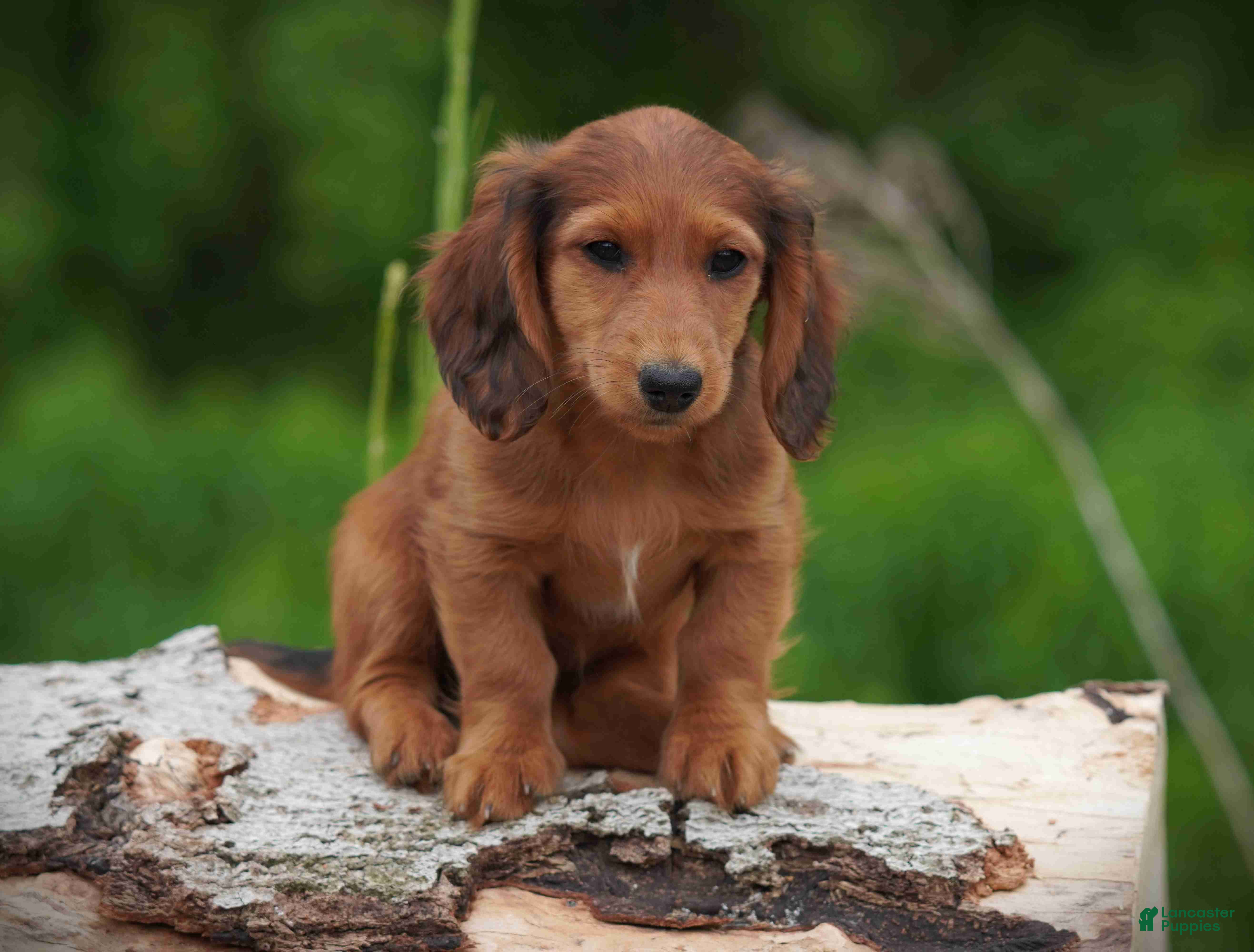 Miniature Dachshund dogs Dixie - Ad 1