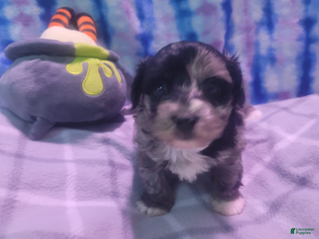 Gallery Image {{count}}