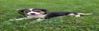 Banjo