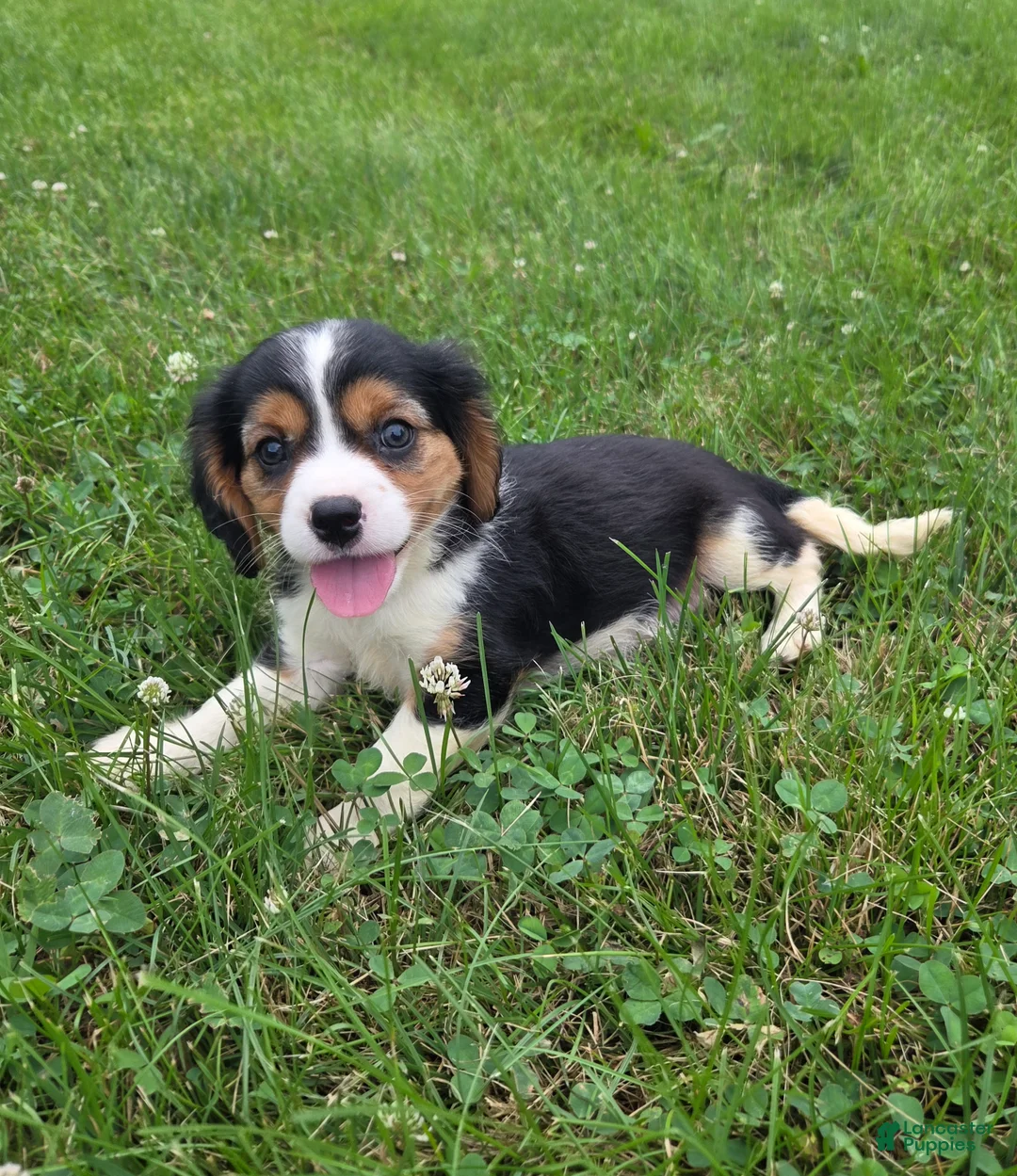 Cavalier King Charles Spaniel dogs for sale: Banjo - Ad 1