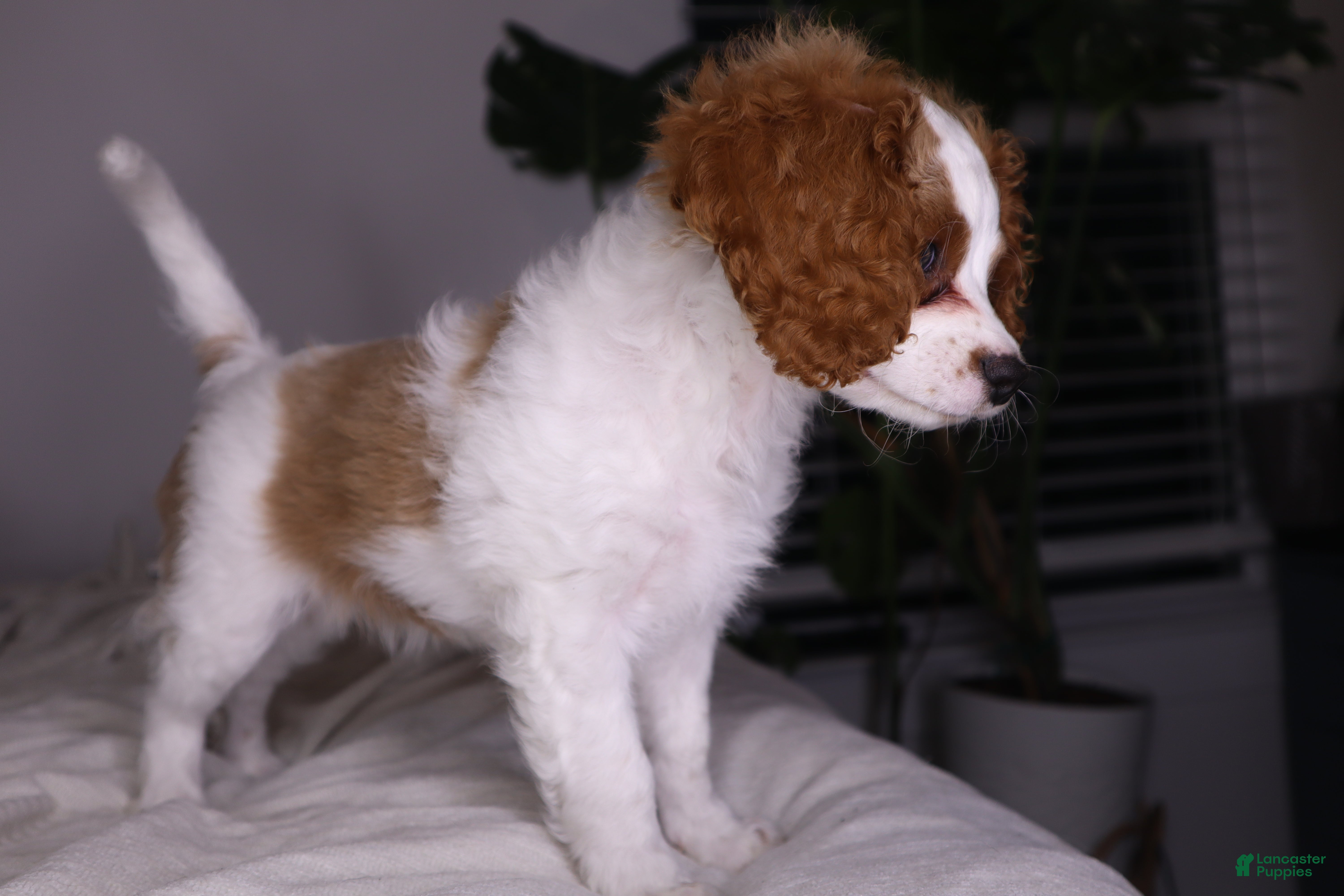 Cavapoo dogs Cavapoo Puppy 5- Mary Catherine - Ad 2
