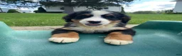 Bernese Mountain Dog dogs for sale: Dolly - Ad 5