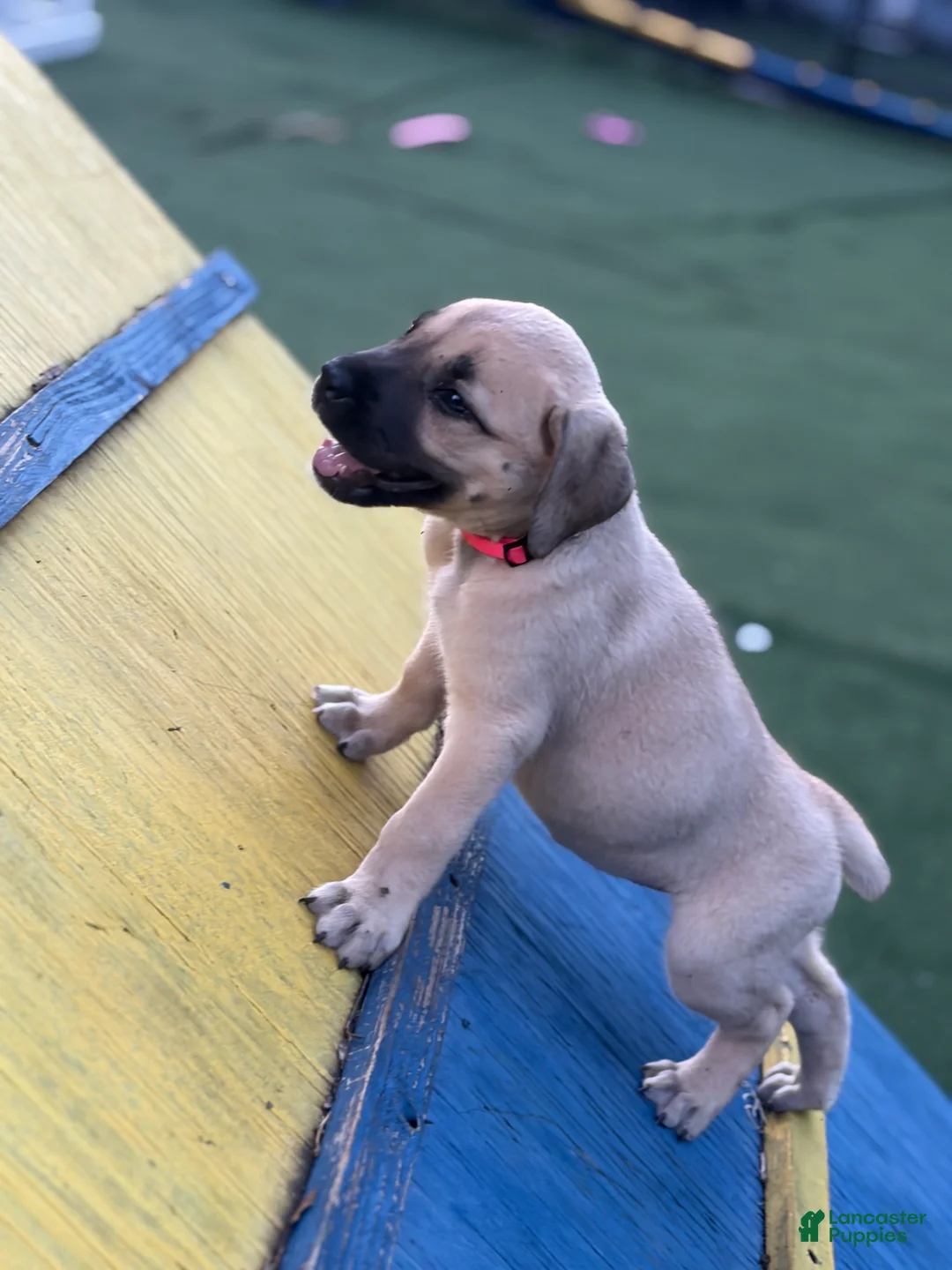 Mixed Breed dogs for sale: Puppy 1 - Ad 2
