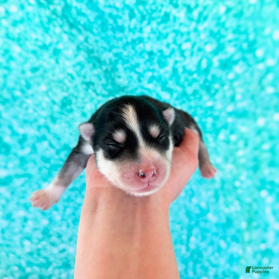 Pomsky dogs for sale: Lumi - Ad 15