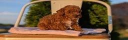 Miniature Poodle dogs for sale: Honey - Ad 7