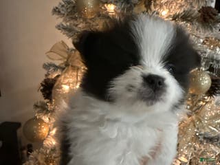 Pomeranian dogs Pomeranian Puppy 3 - Ad 5