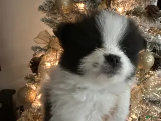 Pomeranian dogs Pomeranian Puppy 3 - Ad 7