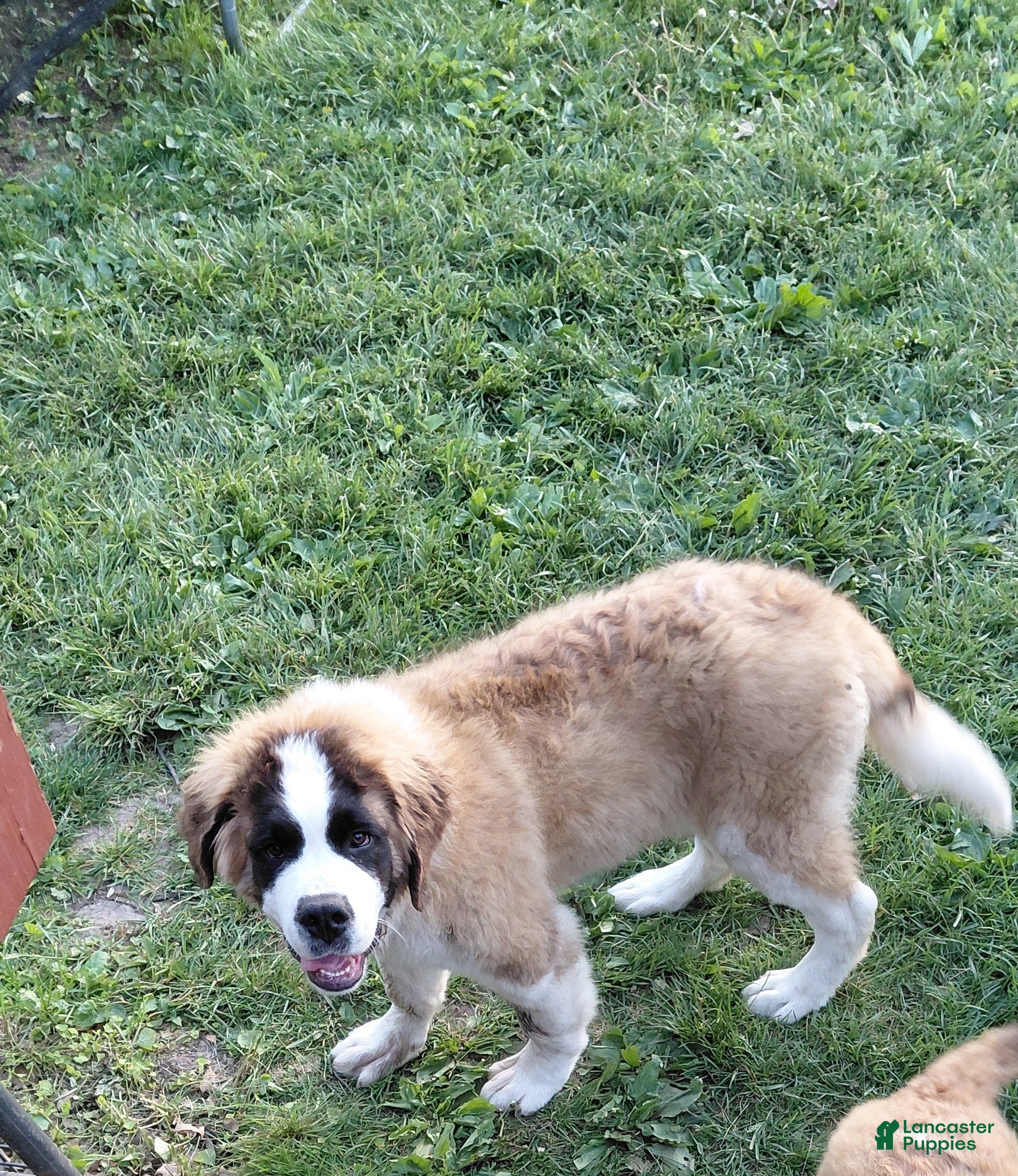Saint Bernard dogs Saint Bernard Puppy 1 - Ad 2