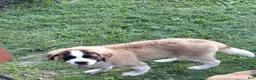 Saint Bernard dogs for sale: Saint Bernard Puppy 1 - Ad 2