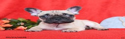French Bulldog dogs for sale: Lyon - Ad 2