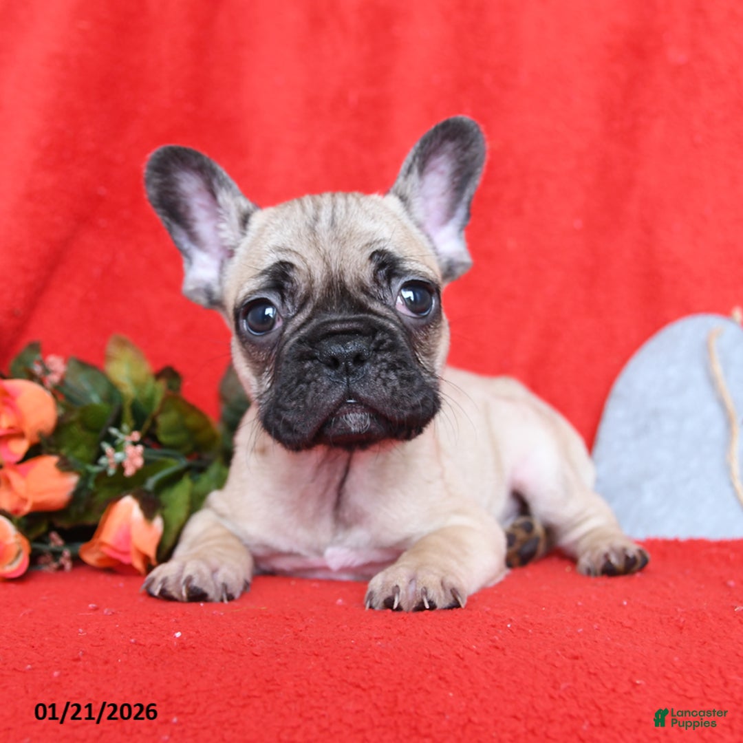 French Bulldog dogs for sale: Lyon - Ad 2