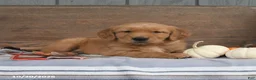 Golden Retriever dogs for sale: Wiggles - Ad 4