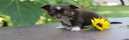 Chihuahua dogs for sale: Anthony - Ad 2