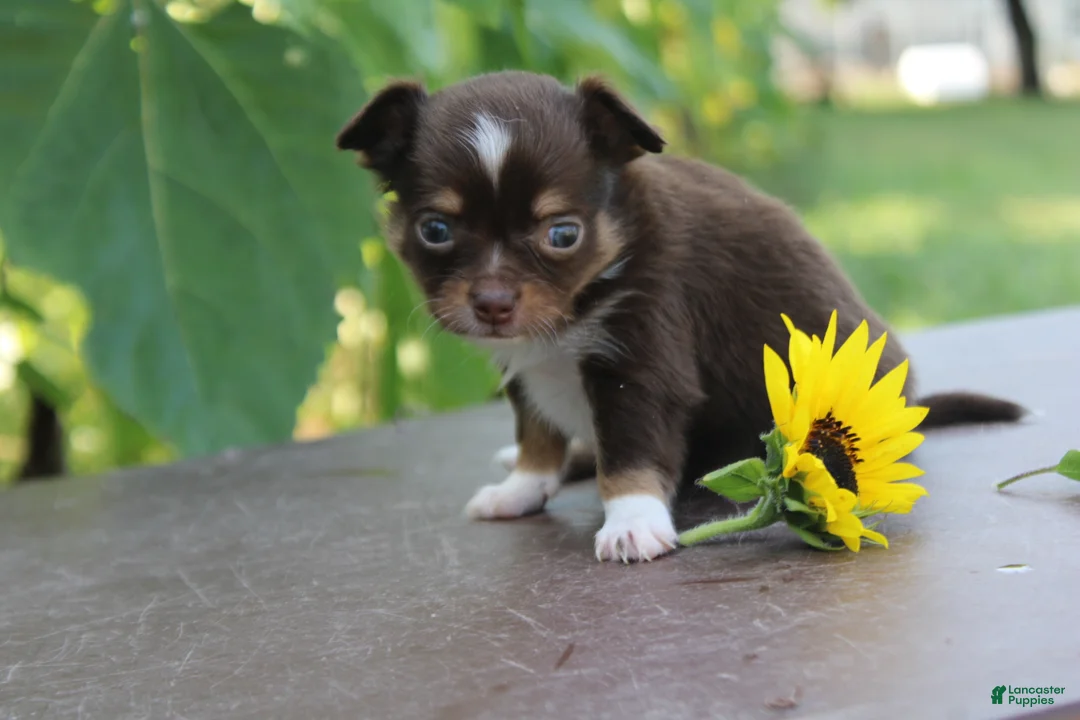 Chihuahua dogs for sale: Anthony - Ad 2